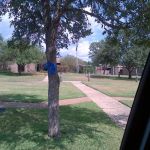 At the UT MD Anderson Medical Center Smithville campus, trees and light poles all over campus were decorated with blue ribbons in support of law enforcement